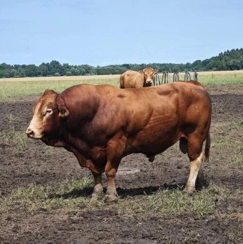 IMPAS — pirmasis MR. Ūkio Limuzinų reproduktorius